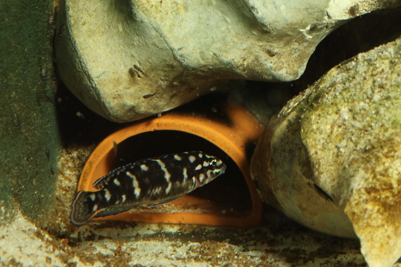 Julidochromis sp. 'transcriptus tanzania' Molwe